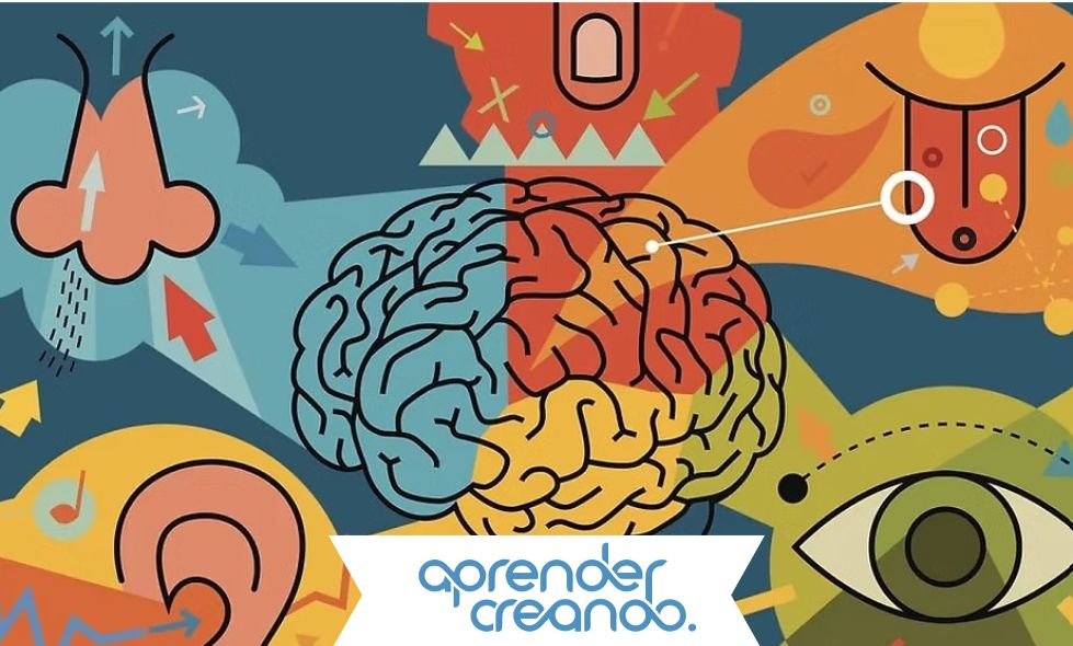 integración sensorial 